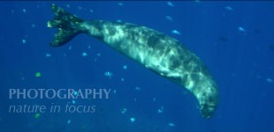 Natural Photography